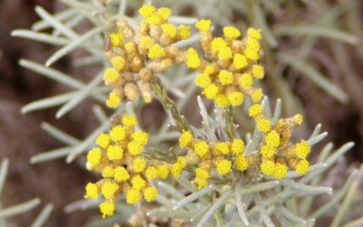 Après anesthésie des dents : huile essentielle d’Hélichryse Italienne