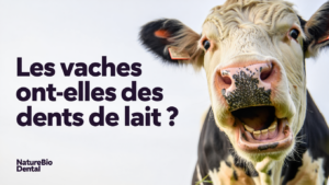 La dentition de la vache 