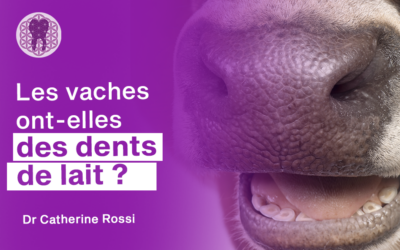 Comment comprendre la dentition de la vache ?