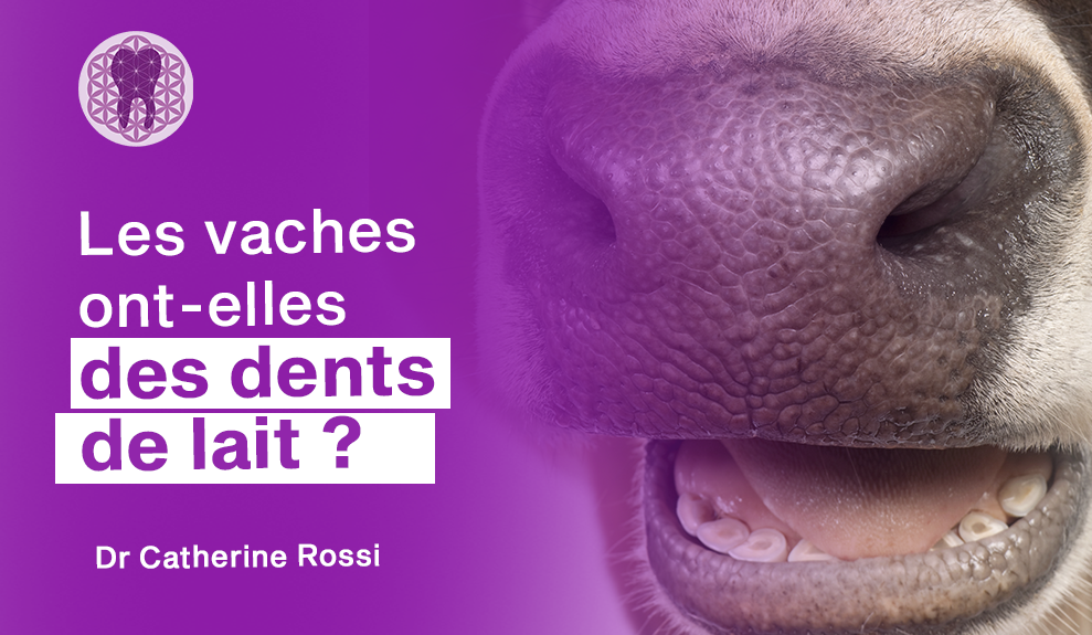 Comment comprendre la dentition de la vache ?
